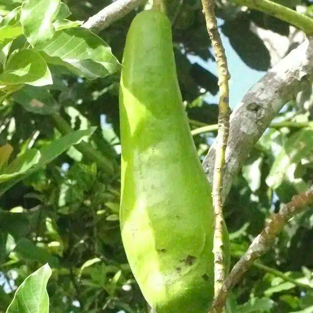 Live Starter Plant Avocado Long Neck 2-3' (Persea americana) Tropical Big Fruit Tree for Home Orchards and Gardens