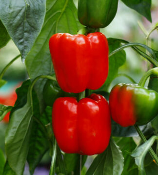 Big Red Pepper Seeds - 25 Heirloom Capsicum annuum - Sweet, Thick-Walled, High-Yielding, Ideal for Stuffing & Roasting