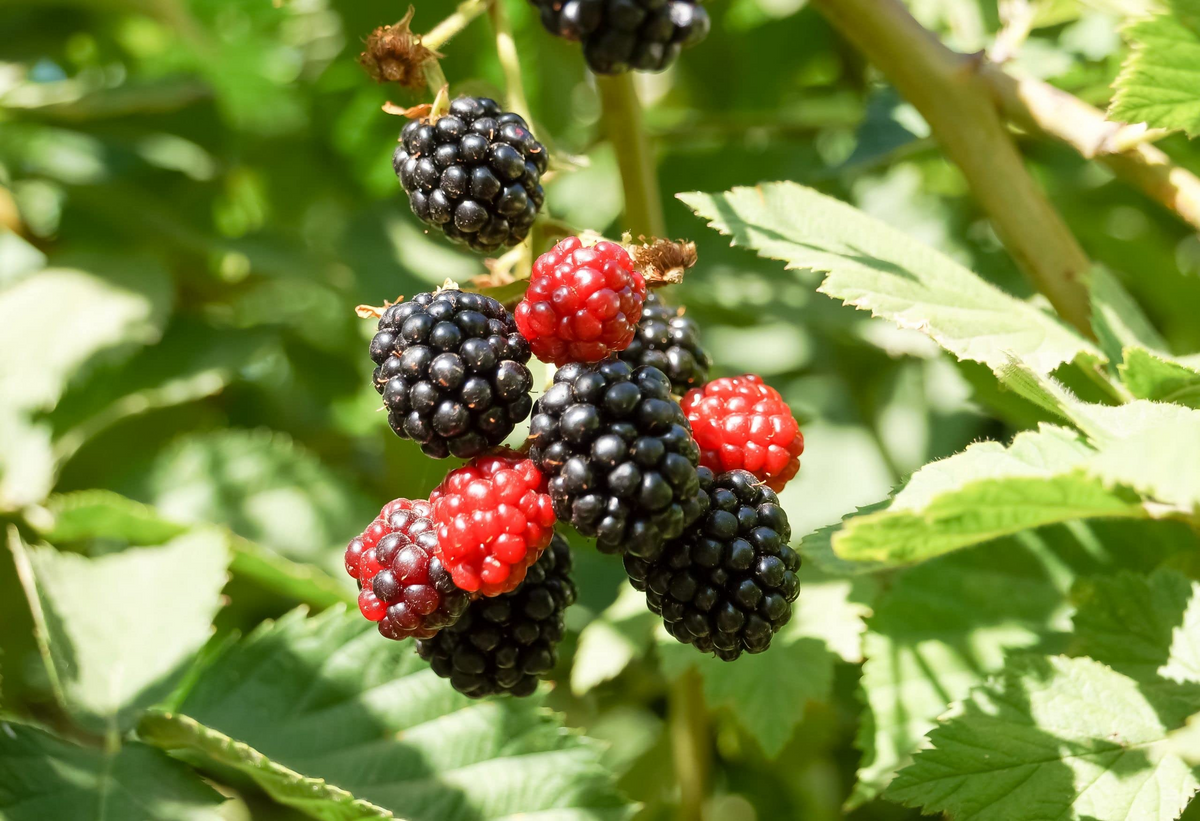 Live Bare Root Starter Plant Apache Thornless Blackberry Rubus High-Yield Fruit Producer Easy Harvest Edible Garden Plant