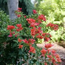 Bambino Burnt Orange Bougainvillea Starter Plant Plug | Vibrant Tropical Flowering Plant | Bougainvillea Glabra