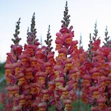 Snapdragon Seeds 1000+ Monaco Orange Antirrhinum majus Double-Petaled Blooms for Garden & Cut Flowers