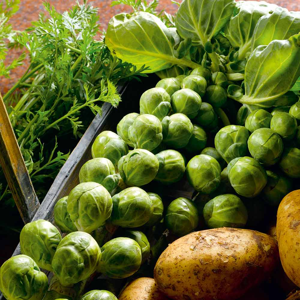 500+ Nelson F1 Brussels Sprouts Seeds - High-Yield Hybrid, Cold-Hardy, Disease-Resistant, Green - Brassica oleracea var. gemmifera