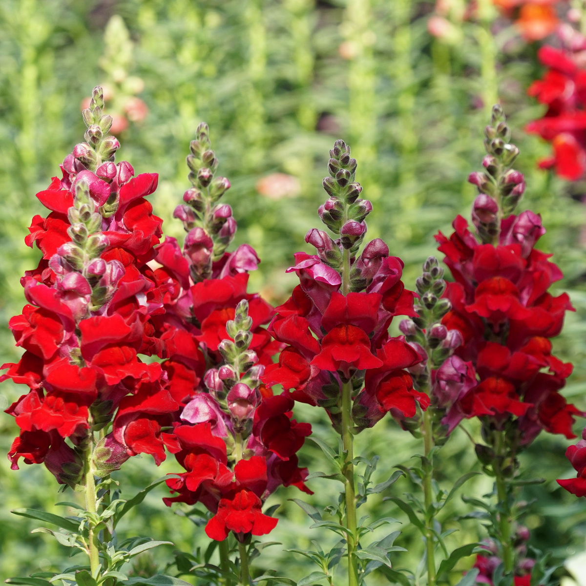 Defiance Snapdragon Seeds - 1000+ Seeds - Deep Red Blooms - Antirrhinum majus - Garden & Cut Flowers - Pollinator Friendly