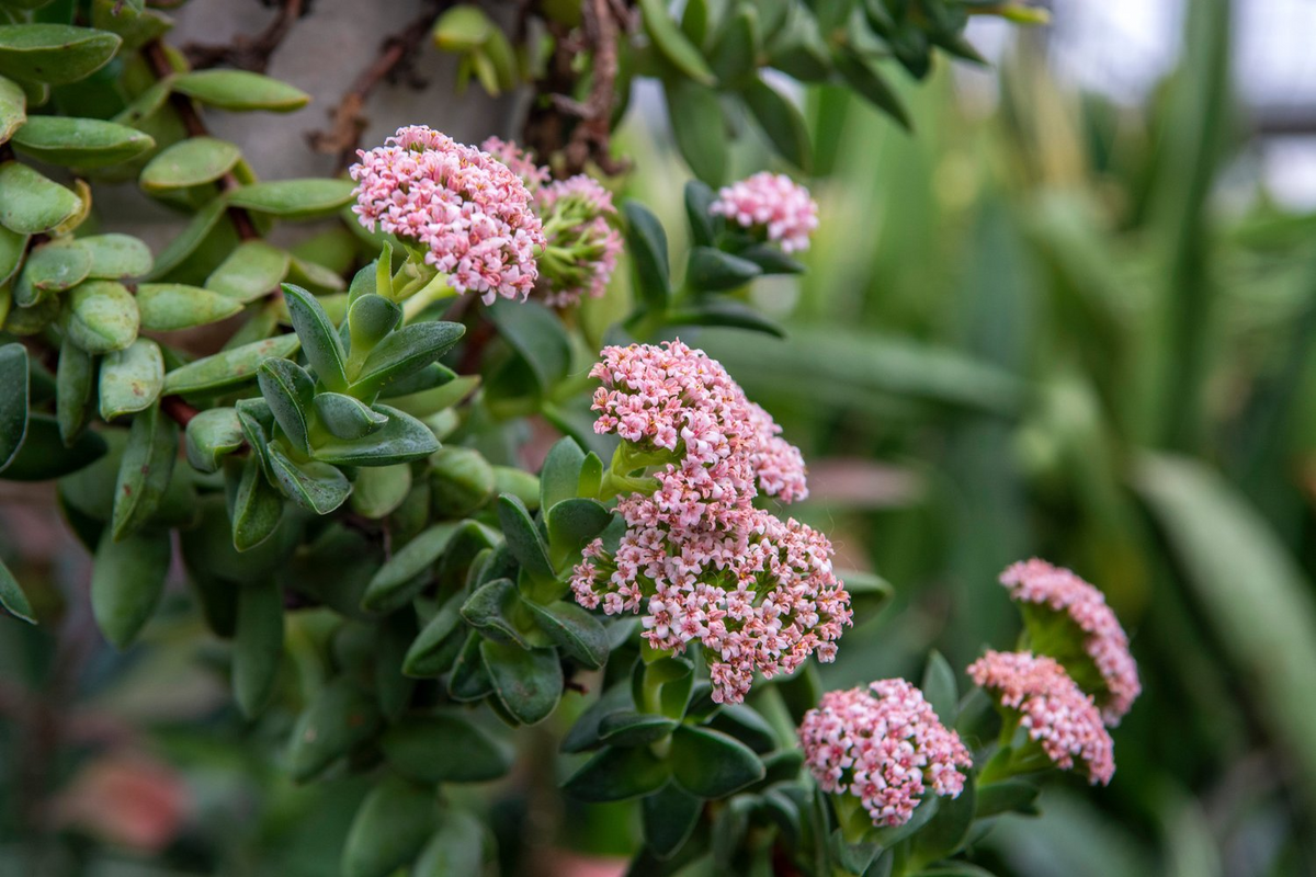 Bare Root Live Succulent | Crassula ‘Springtime’ Bride’s Bouquet | Pink Blooms | Easy-Care Houseplant