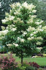 Japanese Lilac Tree - 12"-14" Live Bare Root Plant - Syringa reticulata - Fragrant Ornamental Flowering Tree for Zones 3-7