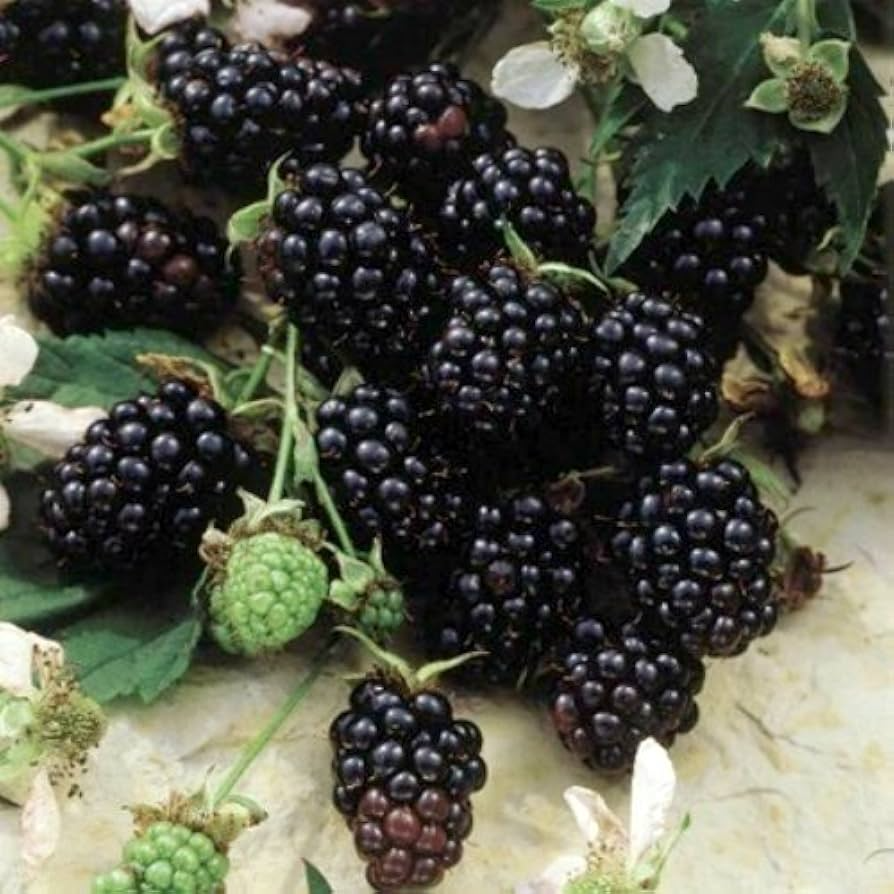 Sweetie Pie Blackberry Plant - Bare Root Starter - Rubus - Disease-Resistant, Heat-Tolerant, High-Yield Blackberries