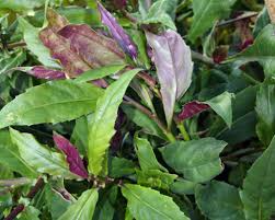 12 Unrooted Cuttings Okinawa Spinach 5-6" Edible Purple Leaf Plant Gynura bicolor Easy to Grow Nutrient-Rich Herb Starter