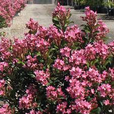 Indian Hawthorn Cuttings | 7 Live 6” Unrooted | Pink Dancer, Rhaphiolepis Indica | Evergreen, Drought-Tolerant Shrub