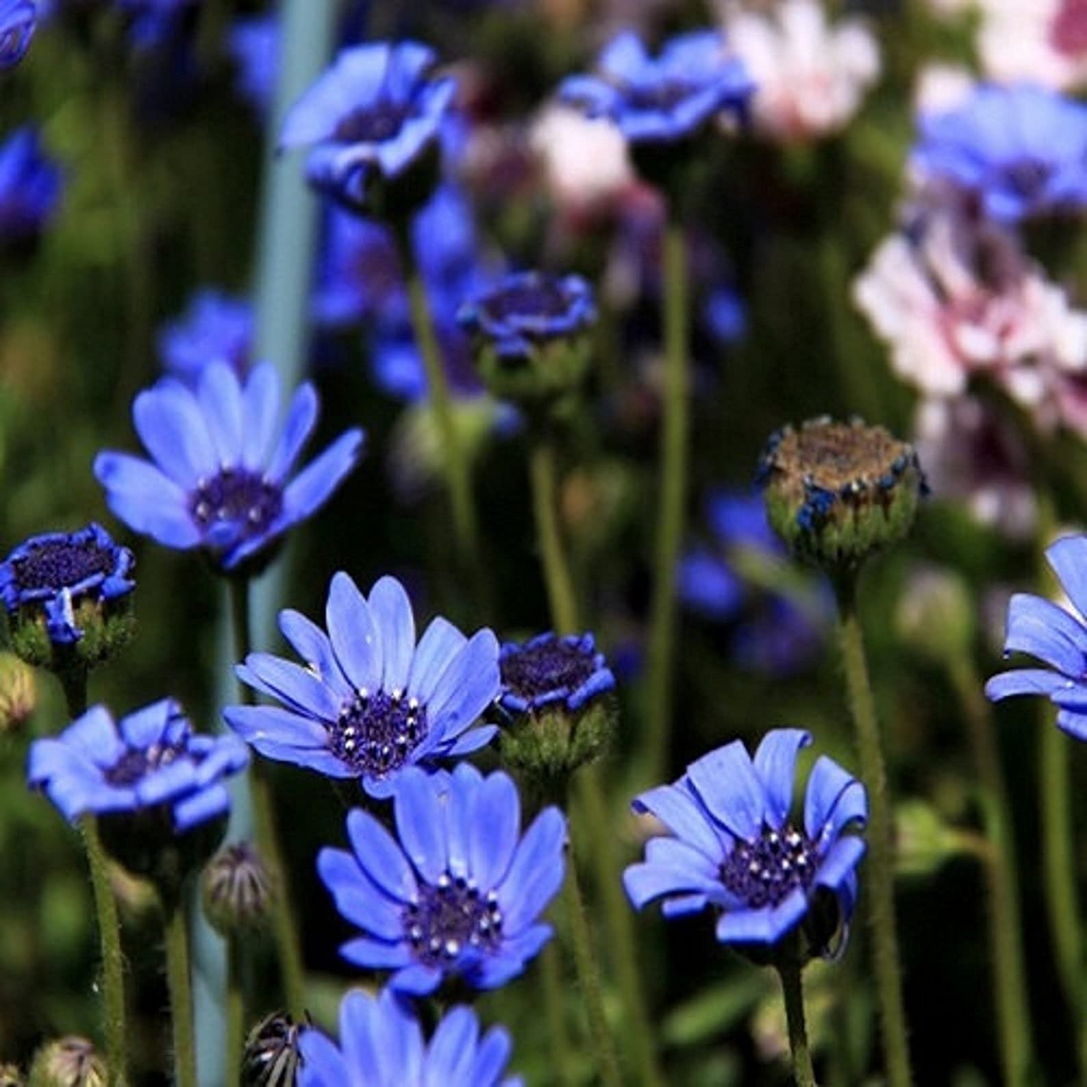 50 Seeds Daisy The Blues Felicia Heterophylla, Blue Flower, Heirloom, Non-GMO, Perennial, Easy to Grow Wildflower Seeds