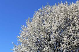20 Bradford Pear Tree Seeds - Fast Growing Ornamental with White Blooms - Pyrus calleryana - Cold Hardy to Zone 4