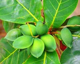 Indian Almond Tree Starter Plant 10" - Live Terminalia catappa, Tropical Soft-Shell Nut Tree for Shade & Coastal Landscaping