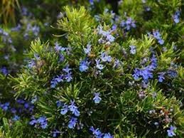 Organic Rosemary Cuttings 10-12" | Aromatic Culinary Herb | Rosmarinus officinalis | Live Dipped for Easy Growth