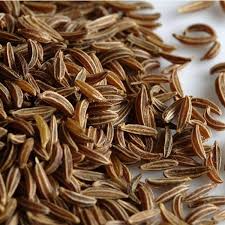 100 Caraway Seeds - Aromatic Culinary Herb - Carum carvi - Anise Flavor for Baking & Cooking - Pollinator Friendly
