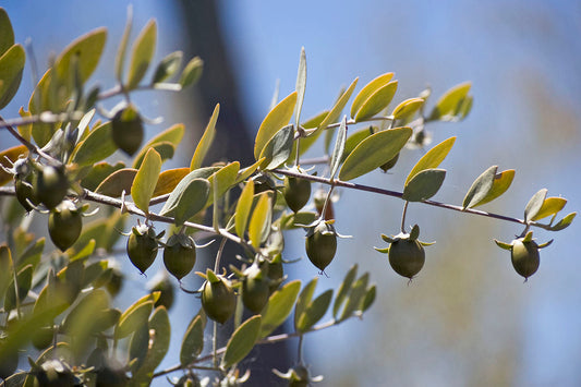 Jojoba Tree Seeds - 5 Pack - Drought-Tolerant Shrub, Goat Nut Plant, Simmondsia chinensis, Native Arid Climate, USDA Zone 9-10