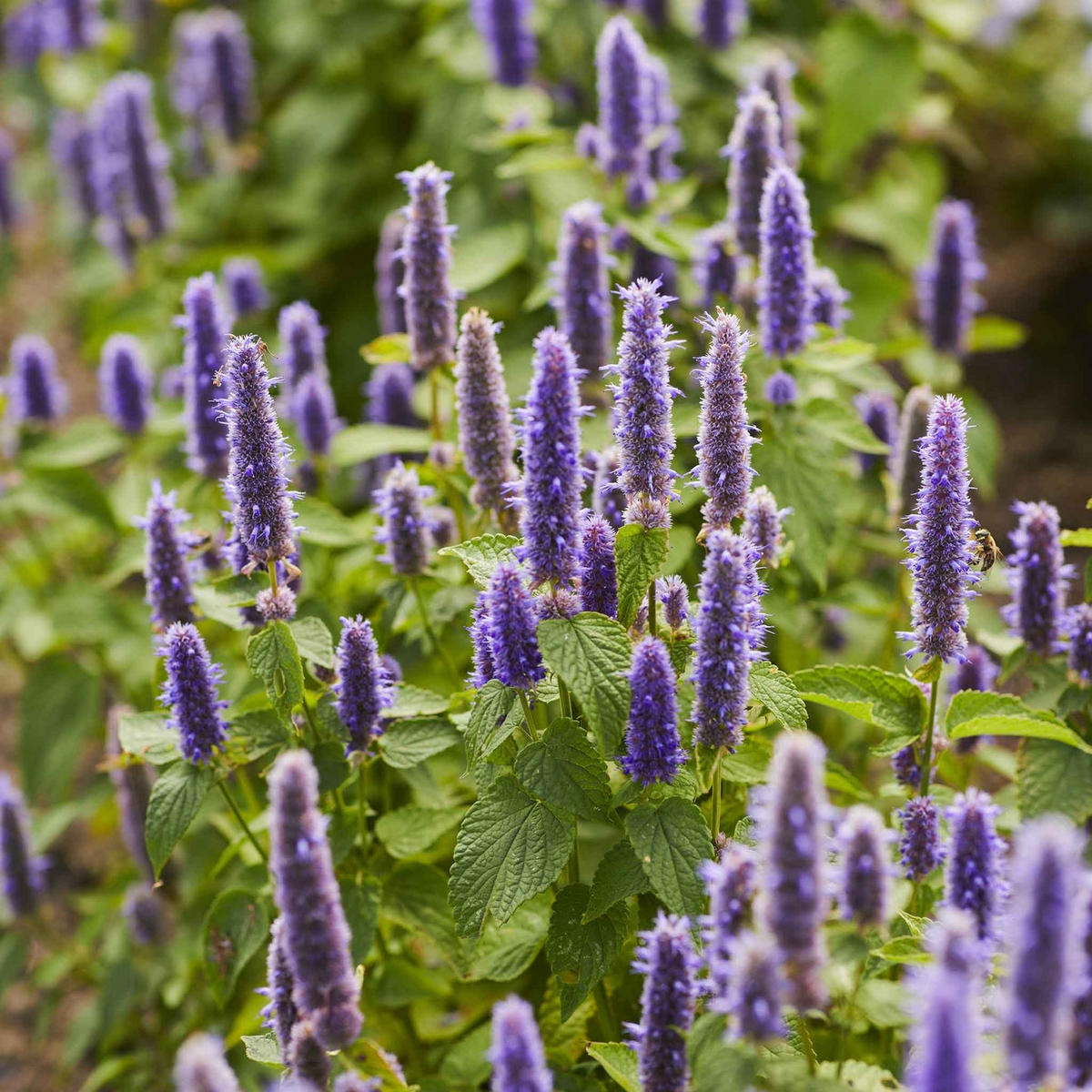 Hyssop Seeds 300 Count - Aromatic Culinary Herb, Easy to Grow, Blue Purple Pink Flowers - Hyssopus officinalis