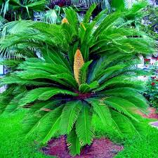 5 King Sago Palm Seeds - Cycas Revoluta - Hardy Tropical Cycad - Slow-Growing Evergreen for Indoor/Outdoor Use