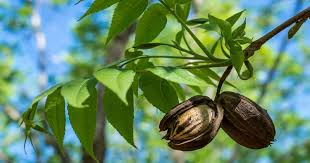 2 Live Hardy Pecan Tree Seedlings, Bare-Root, Carya illinoinensis, Nut-Producing, Drought-Tolerant, Green Foliage
