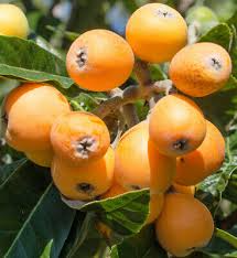 BIG JIM Loquat Fruit Tree Starter Plant - Eriobotrya japonica - Juicy Tropical Plum - 4-6 Inches Tall, Easy to Grow