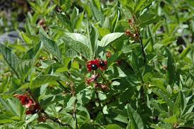50 Twin-Berry Honeysuckle Seeds | Red Flower Vine Shrub | Lonicera involucrata | Hardy, Pollinator-Friendly, Fast-Growing