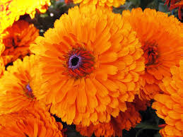 100 Seeds Calendula Pacific Beauty Orange - Vibrant Flowers for Garden Planting, Pollinator-Friendly, Calendula officinalis