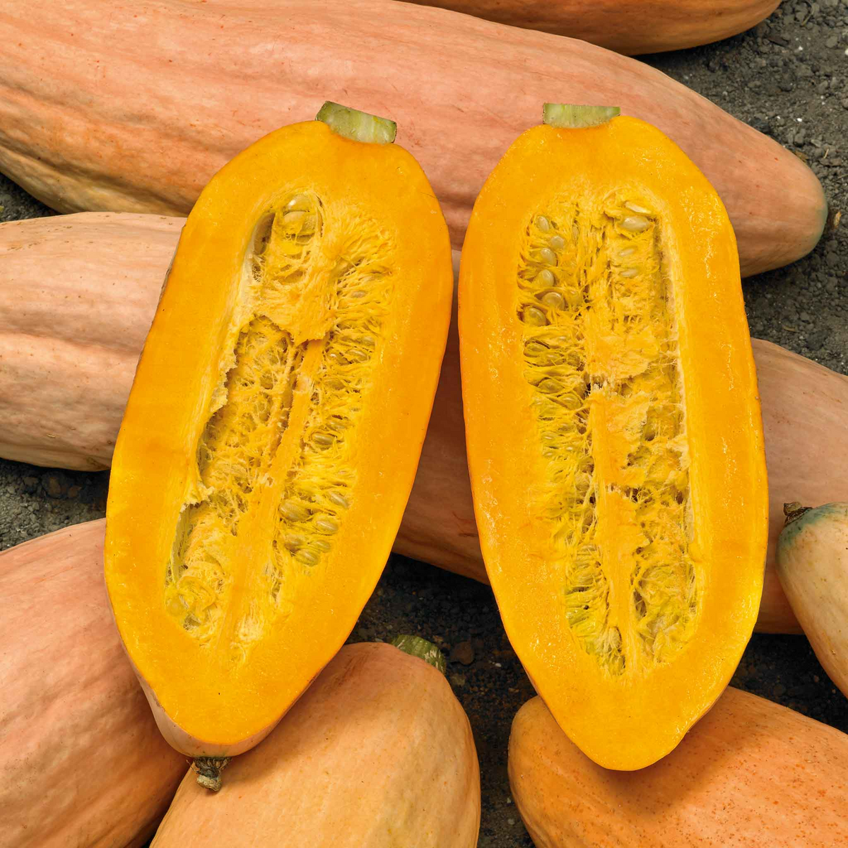 Jumbo Pink Banana Squash Seeds | Heirloom Non-GMO | Sweet Winter Squash | Cucurbita maxima | Great for Baking & Canning