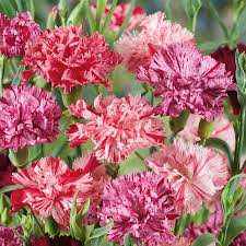 200+ Carnation Seeds - Picotee Mix Bi-Color Ruffled Blooms - Dianthus caryophyllus - Fragrant Cut Flowers for Gardens & Bouquets