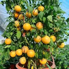 Pepino Melon Plant Cutting | Live Starter Plant with Pot | Sweet Golden Ginseng Fruit | Solanum muricatum | Bushy & Evergreen