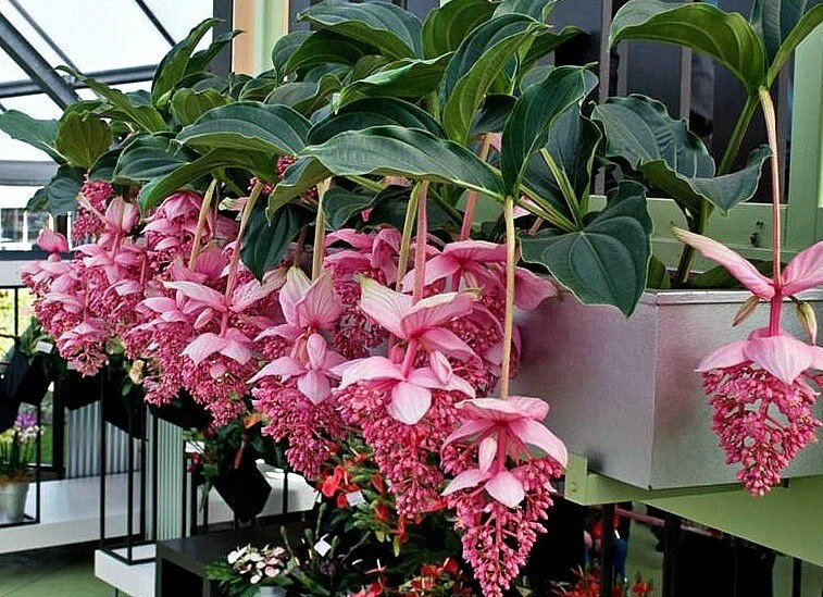 Royal Chandelier Medinilla Starter Plant - Rare Pink Blooms - Medinilla magnifica - Indoor/Outdoor Well-Rooted Cacti & Succulent