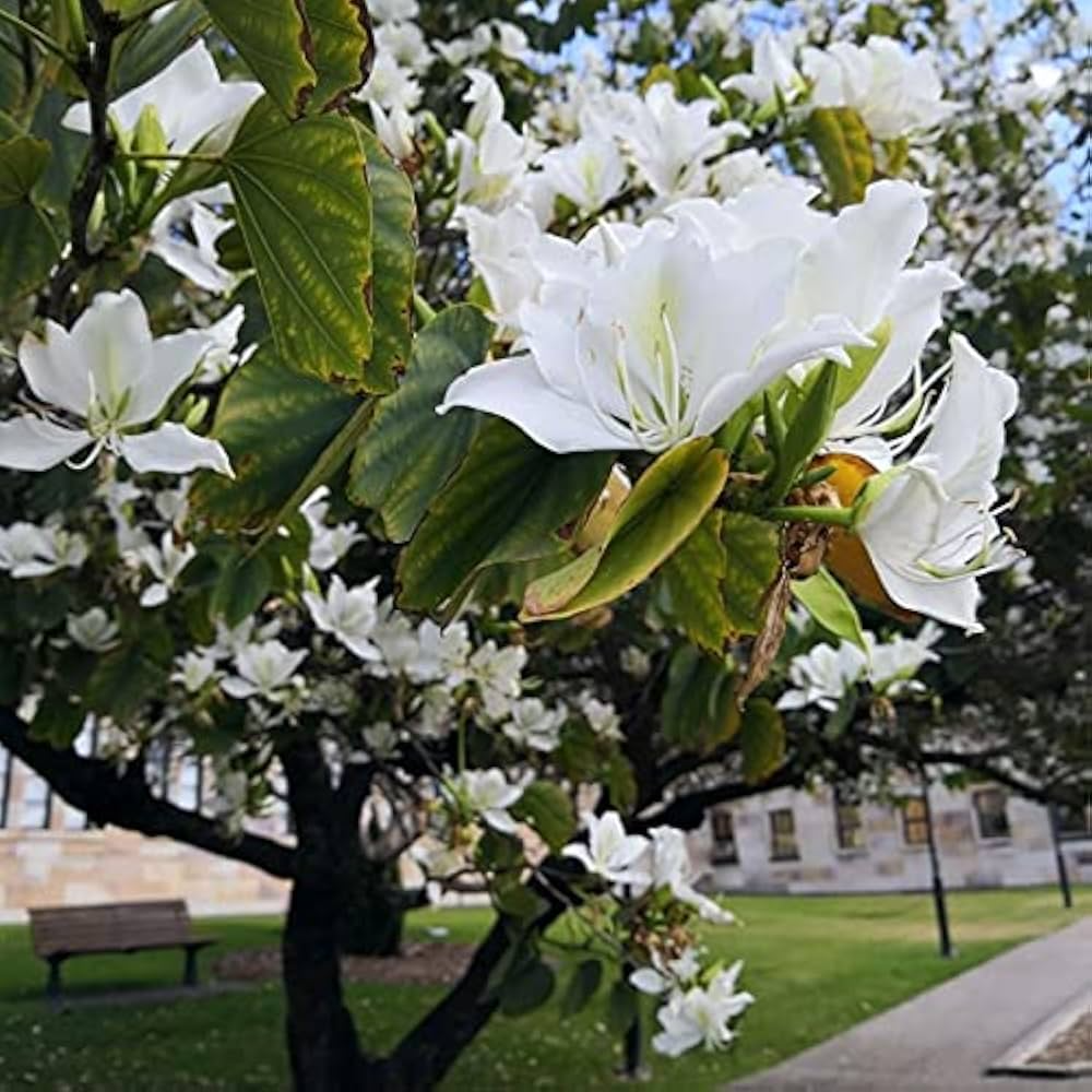 10 Bauhinia Alba Seeds | White Orchid Tree | Ornamental Flowering Plant | Fast-Growing, Fragrant Blooms