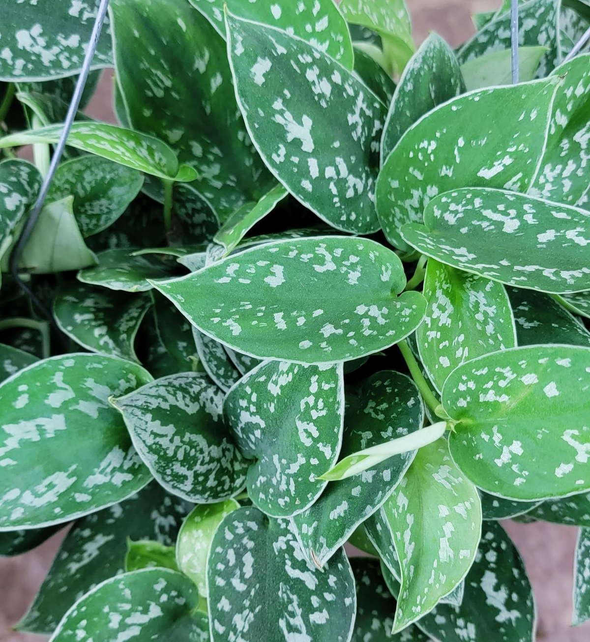 Silver Pothos Live Plant in 4" Pot - Scindapsus Argyraeus - Low-Light Indoor Houseplant, Trailing Vine with Silvery Variegation
