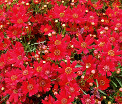 Coreopsis Plains Dwarf Red Seeds 100mg - Compact Red Wildflower (Coreopsis tinctoria) for Pollinator Gardens and Borders