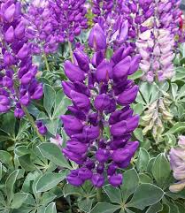 Lupine Seeds - 25+ Purple Blooms - Lupinus ‘Cobb Mountain’ - Pollinator-Friendly, Drought-Tolerant, Eco-Friendly Garden Planting