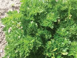 1000 Seeds Triple Curled Parsley, Vibrant Green Herb for Culinary & Ornamental Use, Petroselinum crispum