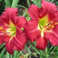 Ruby Stella Daylily Bare Root - Red Blooms, Re-Blooming, Drought-Tolerant, Hemerocallis 'Ruby Stella', USDA Zones 3-9