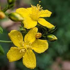 50mg Flower Seeds, Dotted St. John's Wort, Hypericum Punctatum, Pollinator-Friendly Native Wildflower