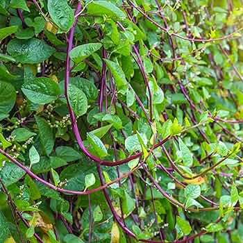 Malabar Spinach Seeds 500mg - Red Stem, Heat-Tolerant Climbing Vegetable, Non-GMO, Basella alba Var. Rubra