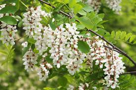 Flowering Black Locust Tree 1' Bare Root Live Plant | Robinia pseudoacacia 'Allegheny' | Fast-Growing, Hardy Zones 4-8