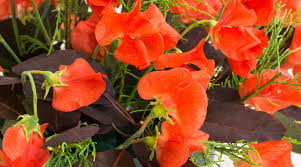 50+ Sweet Pea Seeds - Henry Eckford, Fragrant Orange-Pink Blooms, Climbing Vines for Trellises, Lathyrus odoratus