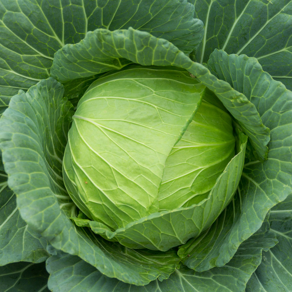 Cabbage Seeds 1g Golden Acre Heirloom | Compact Tender Sweet Green Heads | Brassica oleracea for Home Gardening