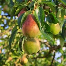 Ayers Pear Tree 12-18” Bare-Root | Heirloom Fruit Tree | Sweet Dessert Pears | Disease-Resistant (Pyrus)