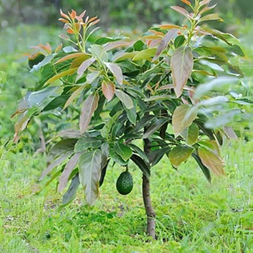 Avocado Tree Starter Plant 1-2' Marcus Variety (Persea americana) - Tropical Fruit Tree for Home Garden