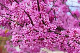 10 Seeds Giant Redbud Tree, Pink Blossoms, Ornamental Deciduous Tree, Cercis gigantea