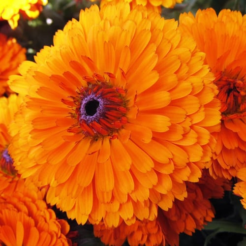 300mg Calendula Seeds - Pacific Beauty Orange, Edible Blooms, Calendula officinalis, Vibrant Orange Flowers for Gardens