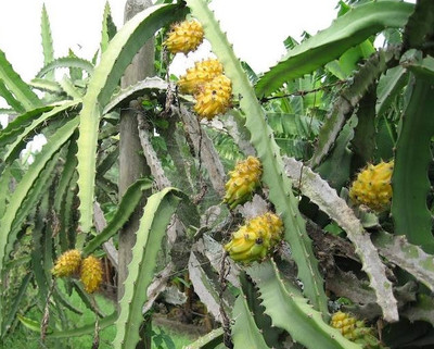 10 Yellow Dragonfruit Seeds | Hylocereus Cactus | Sweet Exotic Fruit | Easy to Grow Tropical Pitaya