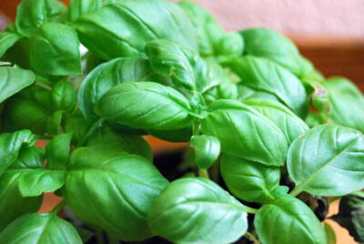Basil Seeds 1000 Count | Genovese Variety | Heirloom Non-GMO | Ocimum basilicum | Aromatic Culinary Herb for Gardening