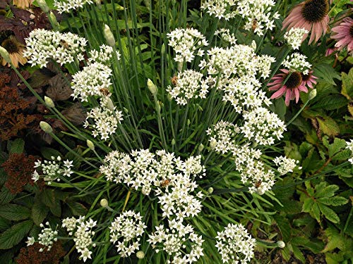 100 Seeds Flowering Chinese Leek Garlic Chives Heirloom Non-GMO Allium tuberosum for Culinary & Ornamental Use