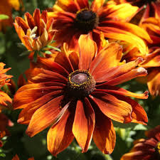 200+ Rudbeckia Seeds - Mahogany Blooms for Garden Planting, Drought-Resistant Annuals, Pollinator Friendly - Rudbeckia hirta