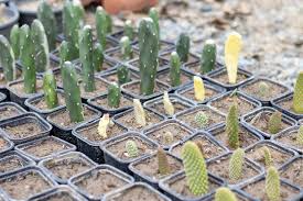 Unrooted Cactus Cuttings - 1 Foot, Easy-to-Grow Garden Cactus for Propagation, Ideal for DIY Projects, Drought-Tolerant