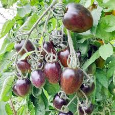 10 Brad's Atomic Grape Tomato Seeds - Rare Heirloom, Non-GMO, Colorful Stripes, Sweet Flavor, Solanum lycopersicum