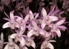 Dendrobium Kingianum Orchid Starter Plant | 5-Inch Bare Root | Fragrant Pink Miniature Flower | Easy Care for Beginners